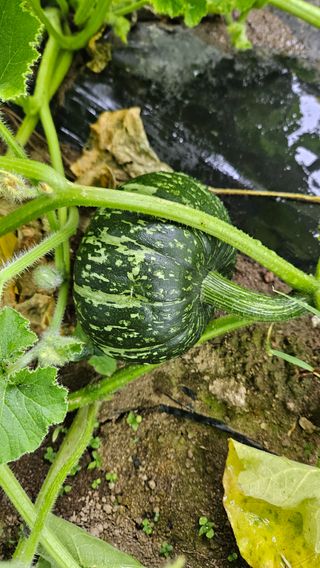 강옥만님의 작성글 사진