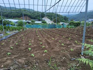 당짓벌농장님의 농사, 무엇이든 물어보세요! · 참여글 작성글 사진