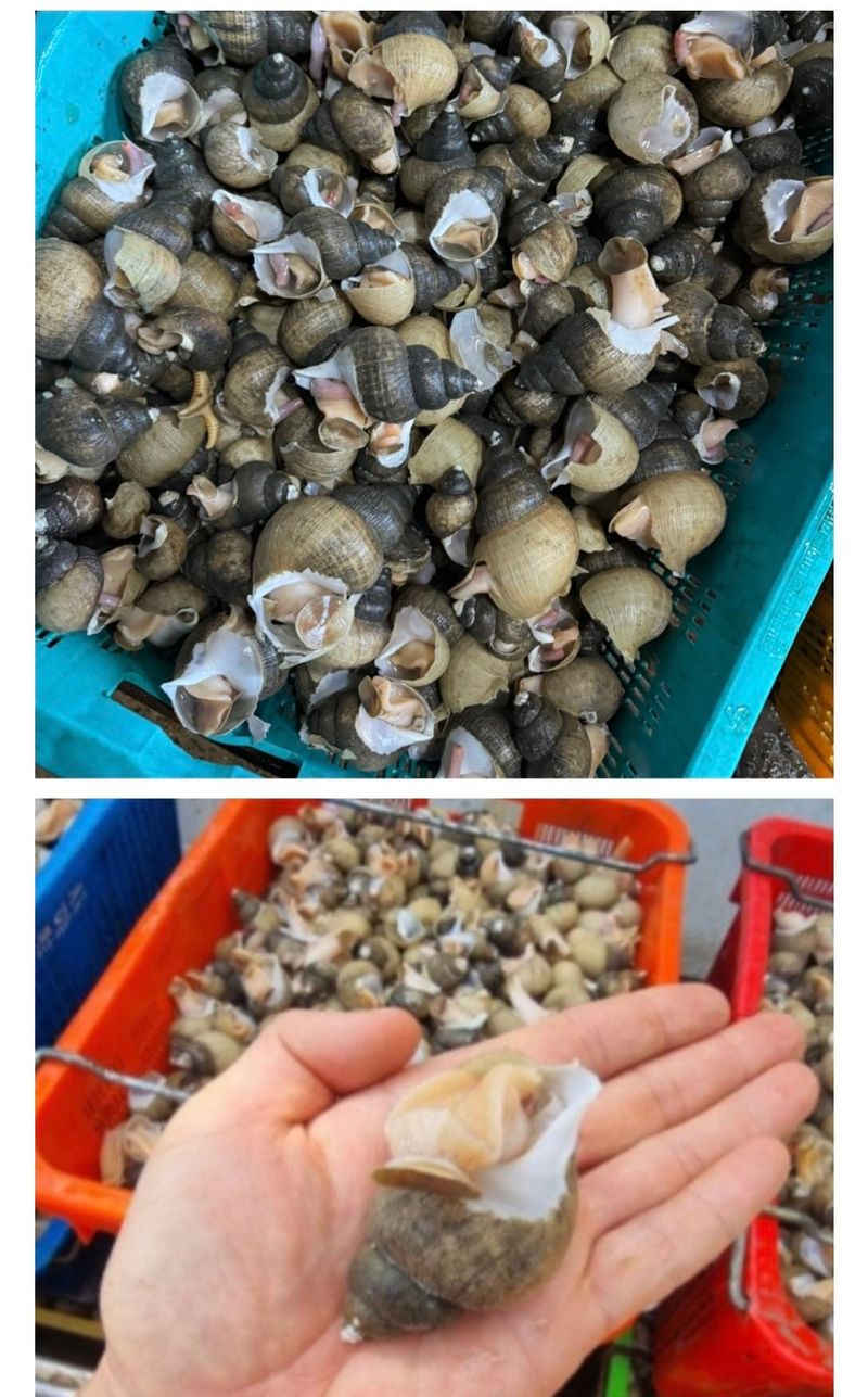 농수사님의 장터 판매 상품 [구룡포 생물 손질 골뱅이 500g] 첨부 사진