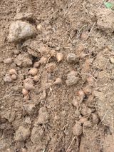 삼성농산님의 마늘·수확 작성글 사진