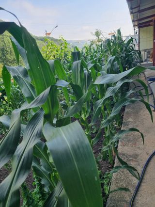 김용대님의 자유주제 · 자유게시판 작성글 사진