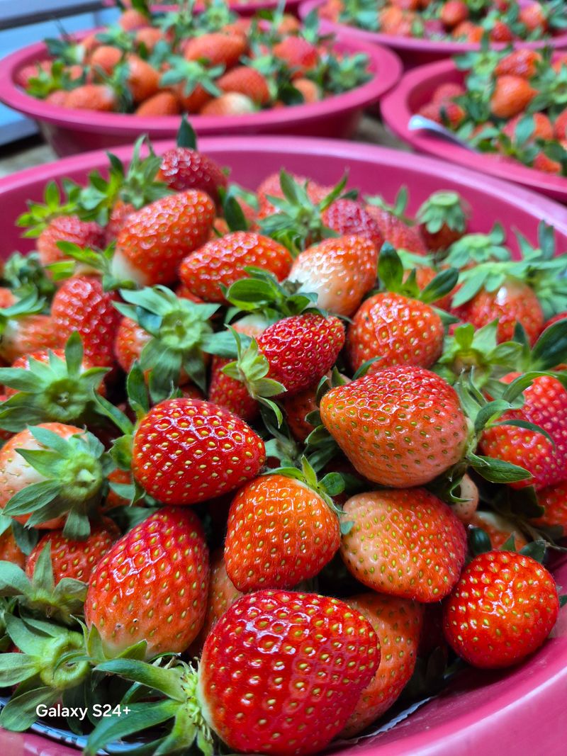 장터 상품 [산청 설향 냉동딸기] 썸네일