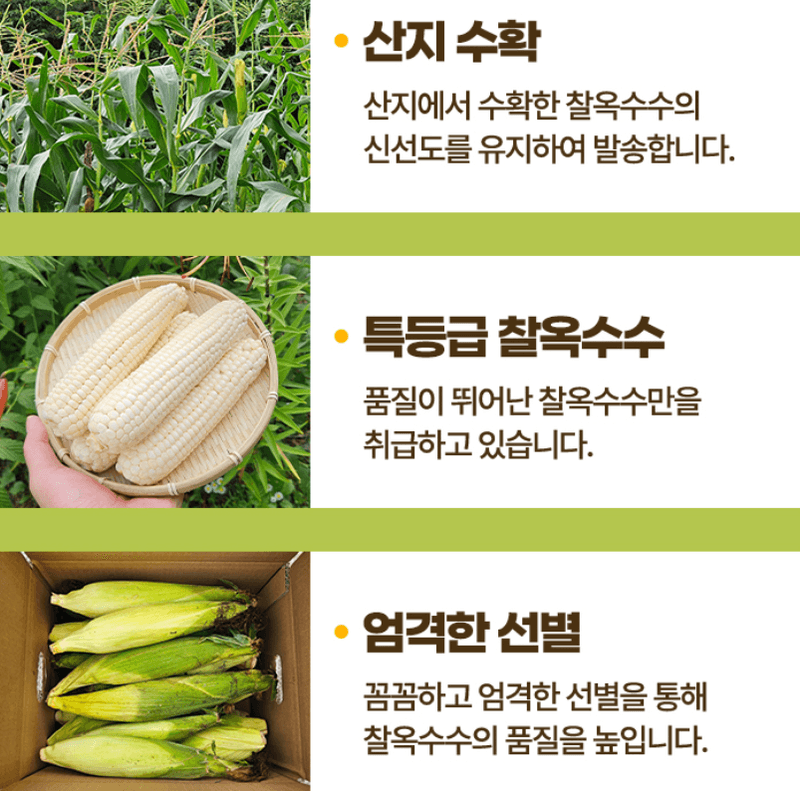 스피드번님의 장터 판매 상품 [강원도 미백옥수수] 첨부 사진