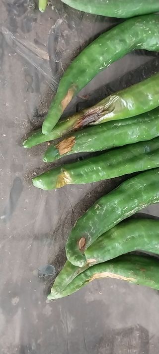 뽀식이님의 고추 · 병해충상담 작성글 사진