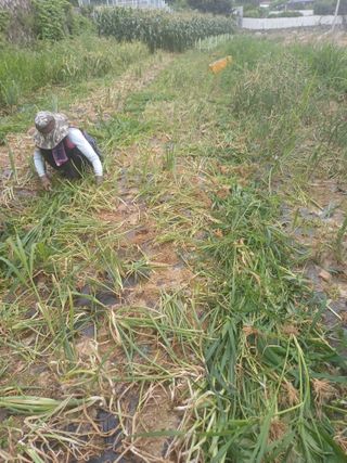 삼성농산님의 파 · 자유게시판 작성글 사진