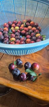 팜모닝 농사, 무엇이든 물어보세요!·참여글 게시글 이미지