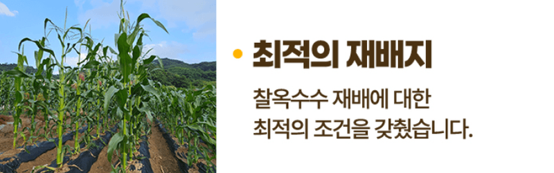 스피드번님의 장터 판매 상품 [강원도 미백옥수수] 첨부 사진
