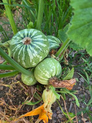 배추 사랑님의 자유주제 · 자유게시판 작성글 사진