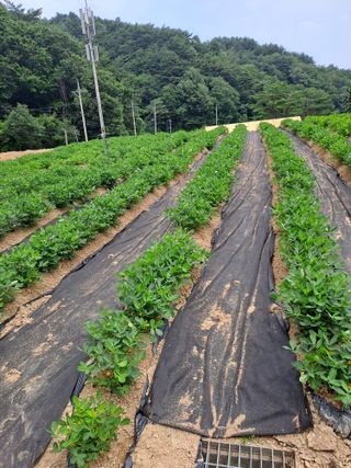 강정희님의 자유주제 · 자유게시판 작성글 사진