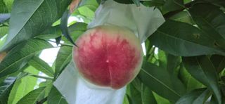 달맛햇복숭아농원님의 자유주제 · 자유게시판 작성글 사진