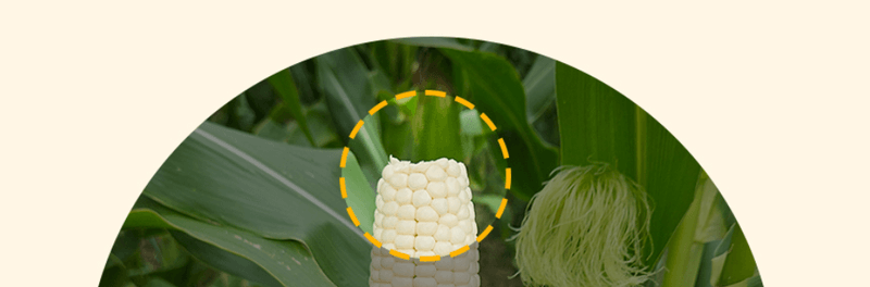 스피드번님의 장터 판매 상품 [강원도 미백옥수수] 첨부 사진