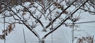 달맛햇복숭아농원님의 자유주제 · 자유게시판 작성글 사진