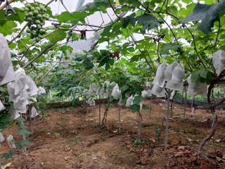 영수농원님의 자유주제 · 자유게시판 작성글 사진