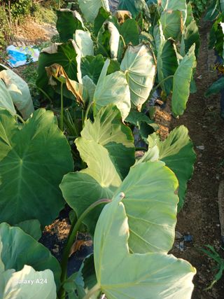 강성흔목사 님의 자유주제 · 자유게시판 작성글 사진