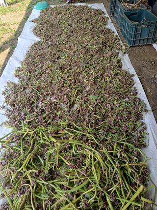 삼성농산님의 파 · 자유게시판 작성글 사진