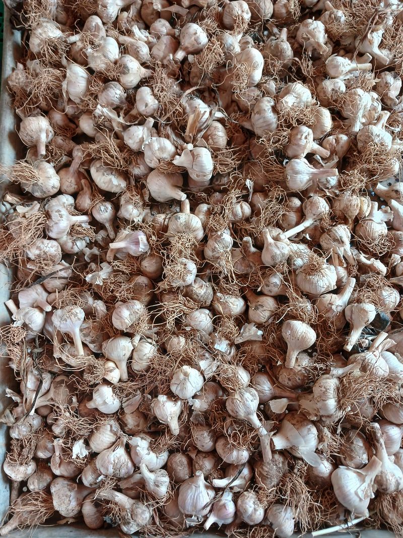 장터 상품 [홍산마늘 종자.식용판매합니다.] 썸네일