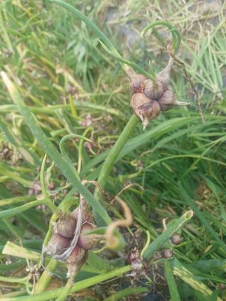 삼성농산님의 파 · 자유게시판 작성글 사진