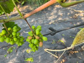 태일농산이정수님의 자유주제 · 자유게시판 작성글 사진