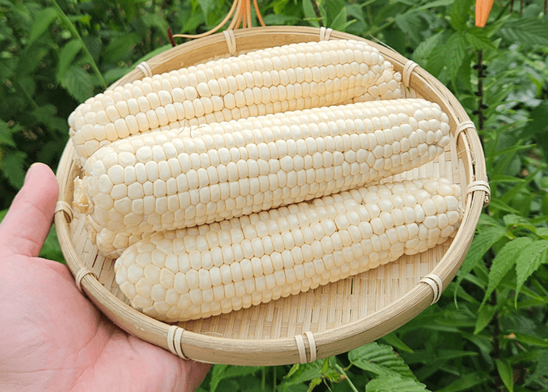 스피드번님의 장터 판매 상품 [강원도 미백옥수수] 첨부 사진