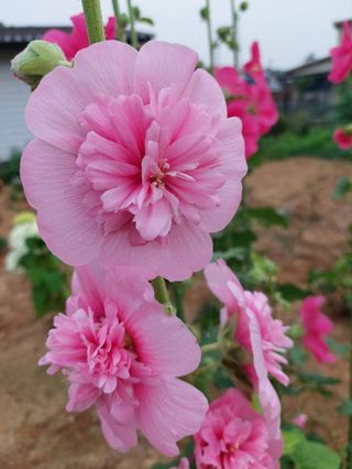 행복농장아다나님의 자유주제 · 자유게시판 작성글 사진