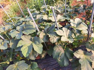 완도고금유자님의 자유주제 · 자유게시판 작성글 사진