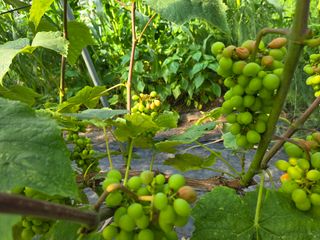 태일농산이정수님의 자유주제 · 자유게시판 작성글 사진