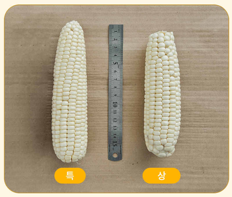 스피드번님의 장터 판매 상품 [강원도 미백옥수수] 첨부 사진