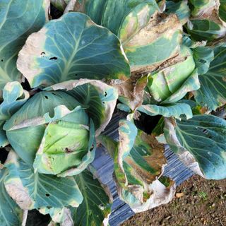 이창화님의 자유주제 · 자유게시판 작성글 사진