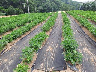 강정희님의 자유주제 · 자유게시판 작성글 사진