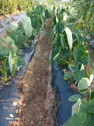 강성흔목사 님의 자유주제 · 자유게시판 작성글 사진