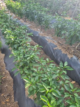 김용대님의 자유주제 · 자유게시판 작성글 사진