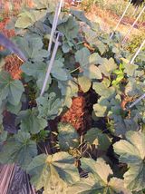 팜모닝 자유주제·자유게시판 게시글 이미지