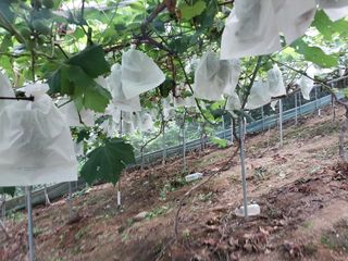 영수농원님의 자유주제 · 자유게시판 작성글 사진