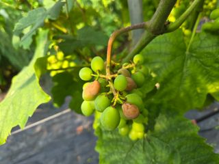 태일농산이정수님의 자유주제 · 자유게시판 작성글 사진