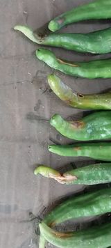 팜모닝 고추·병해충상담 게시글 이미지