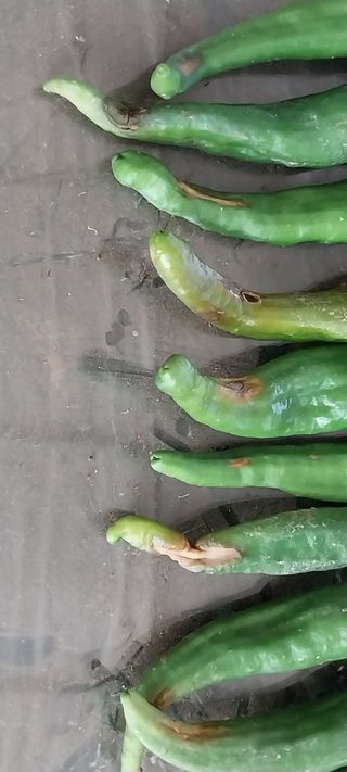 뽀식이님의 고추 · 병해충상담 작성글 사진