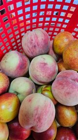 팜모닝 자유주제·자유게시판 게시글 이미지