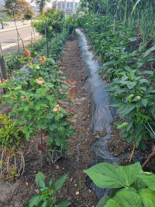 김용대님의 자유주제 · 자유게시판 작성글 사진