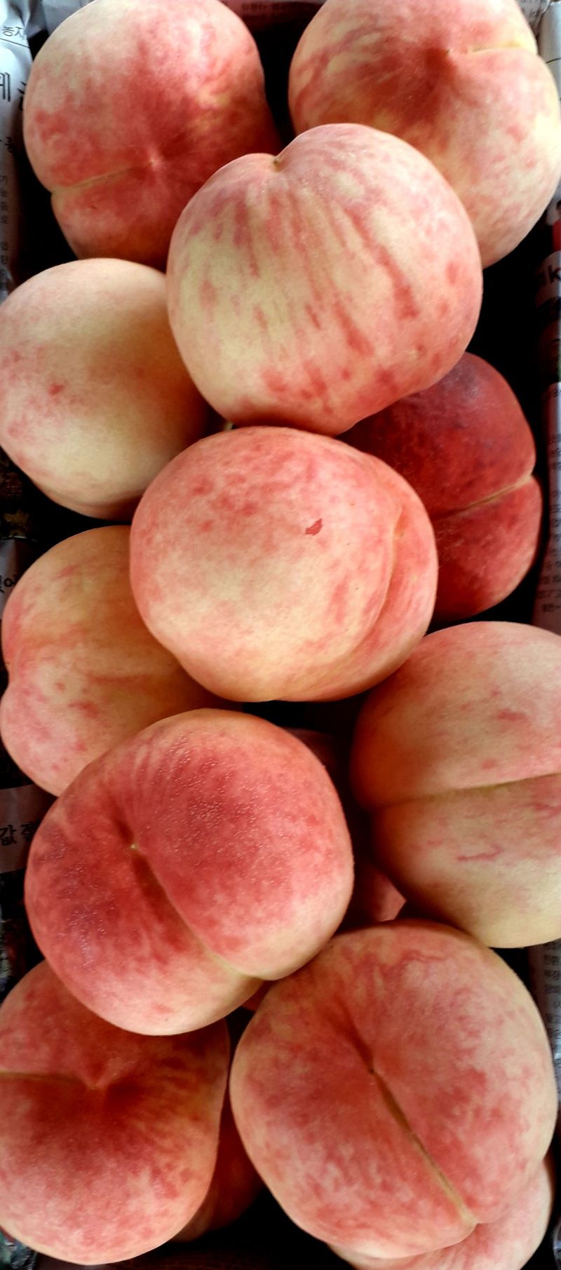 이슬농부농산님의 장터 판매 상품 [[히트상품]복숭아[황도/백도]당도짱4kg] 첨부 사진