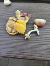 홍산농부님의 마늘·마늘 쪽 비대기 작성글 사진
