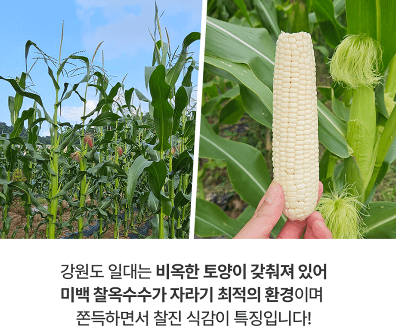 스피드번님의 장터 판매 상품 [강원도 미백옥수수] 첨부 사진