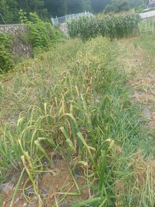 삼성농산님의 파 · 자유게시판 작성글 사진