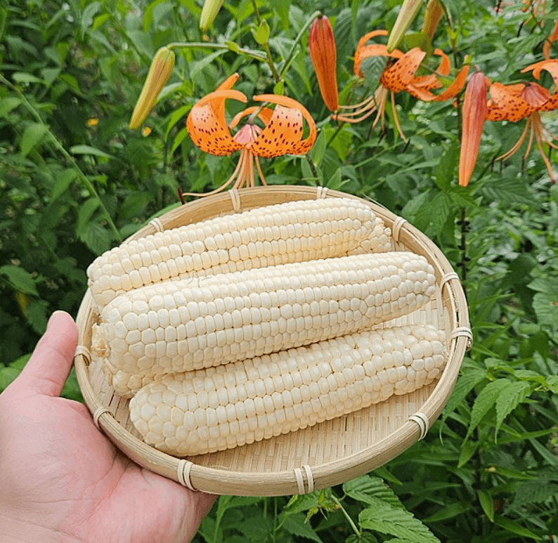 장터 상품 [강원도 미백옥수수] 썸네일