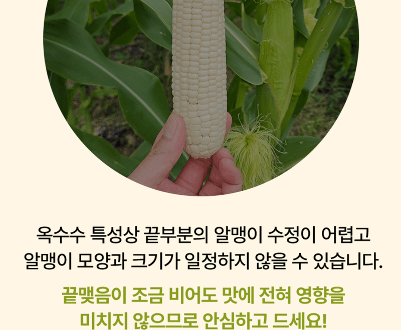 스피드번님의 장터 판매 상품 [강원도 미백옥수수] 첨부 사진