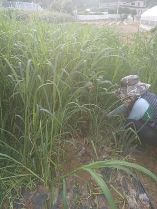 삼성농산님의 파 · 자유게시판 작성글 사진