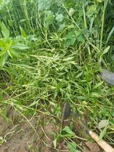 삼성농산님의 마늘·수확 작성글 사진