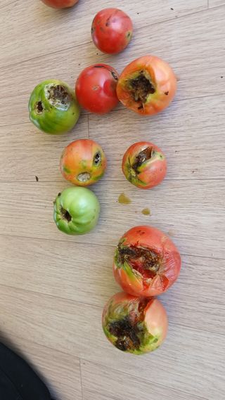 초보텃밭님의 자유주제 · 자유게시판 작성글 사진