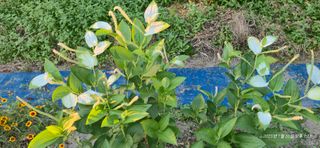 달맛햇복숭아농원님의 자유주제 · 사진전 작성글 사진