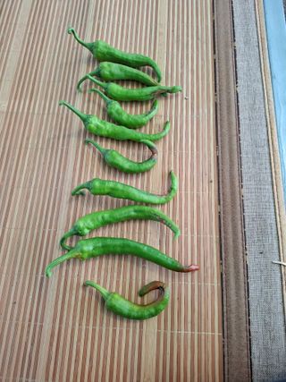 보헤미안님의 농사, 무엇이든 물어보세요! · 참여글 작성글 사진