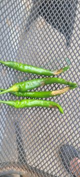 팜모닝 농사, 무엇이든 물어보세요!·참여글 게시글 이미지